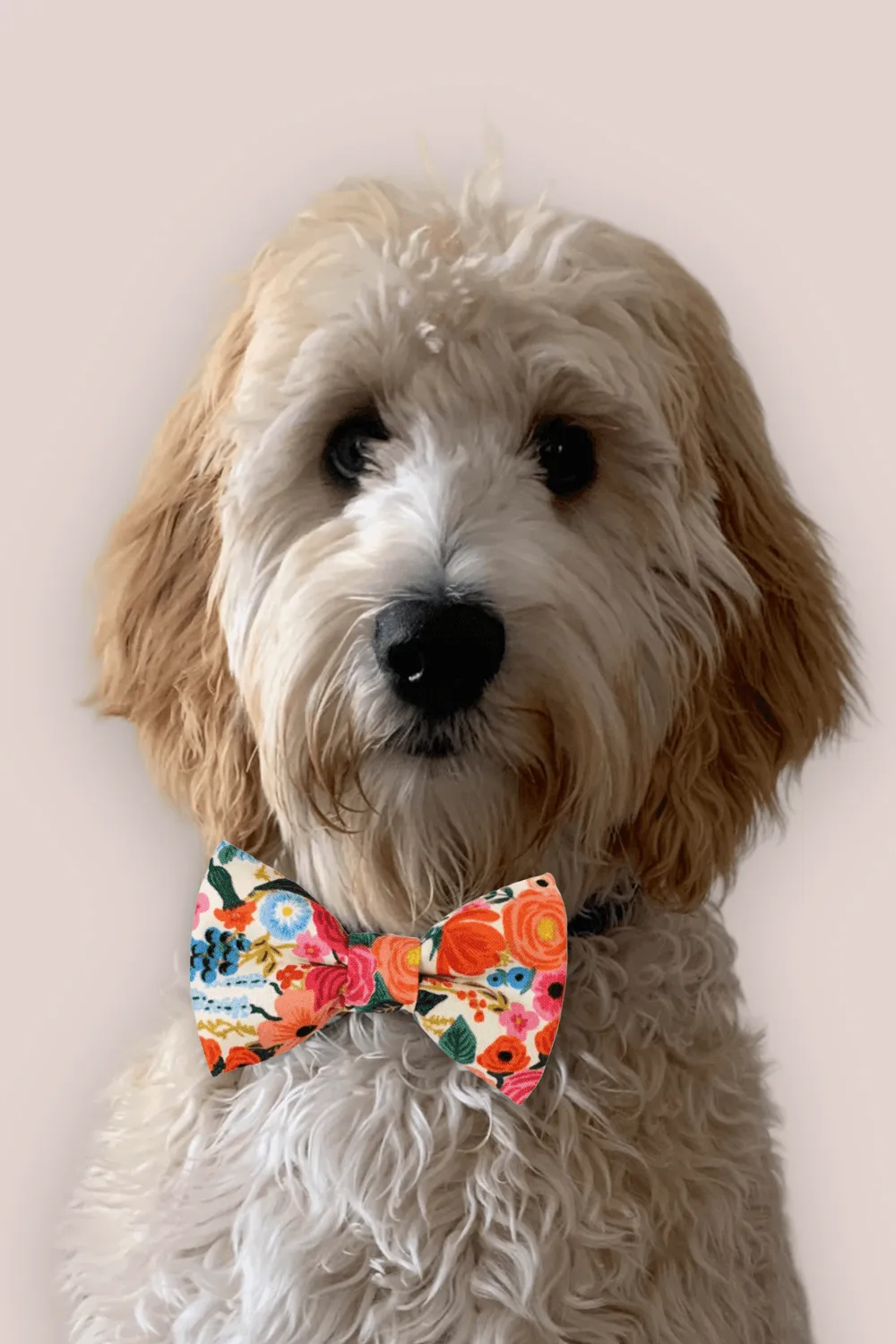 Classic Rifle Paper Co Bow Tie for Dog and Cat Collar